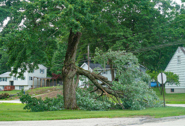 Park Rapids, MN Tree Service Company